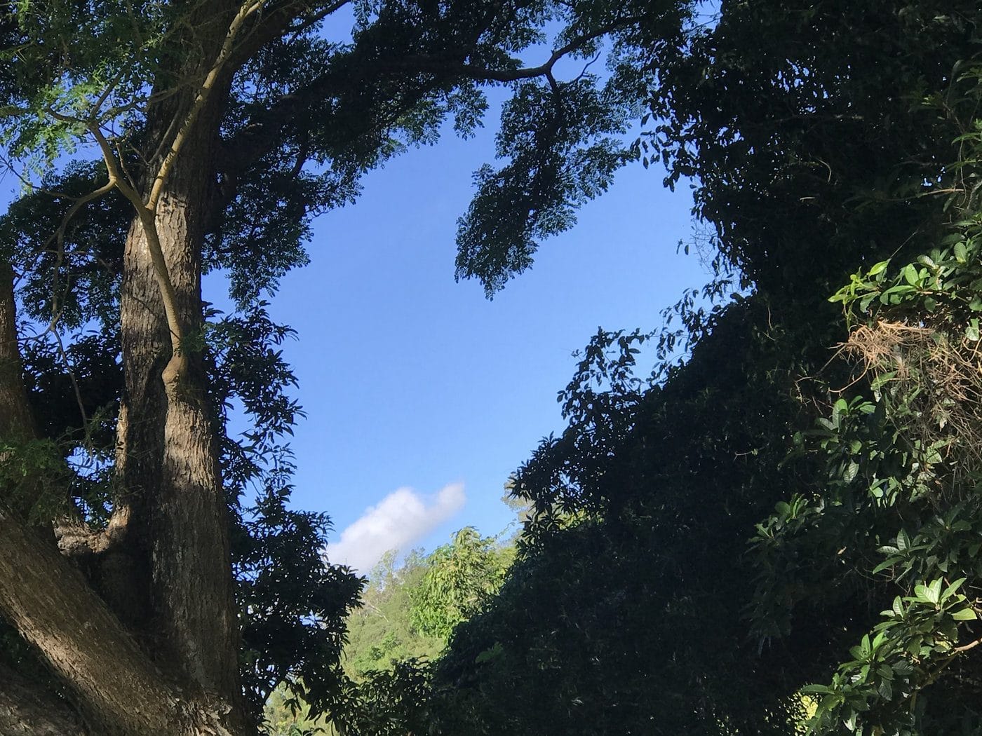 Arbre et ciel à l’Oasis