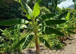 A banana tree among the growing mounds