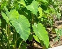 The taro plants in the Oasis garden