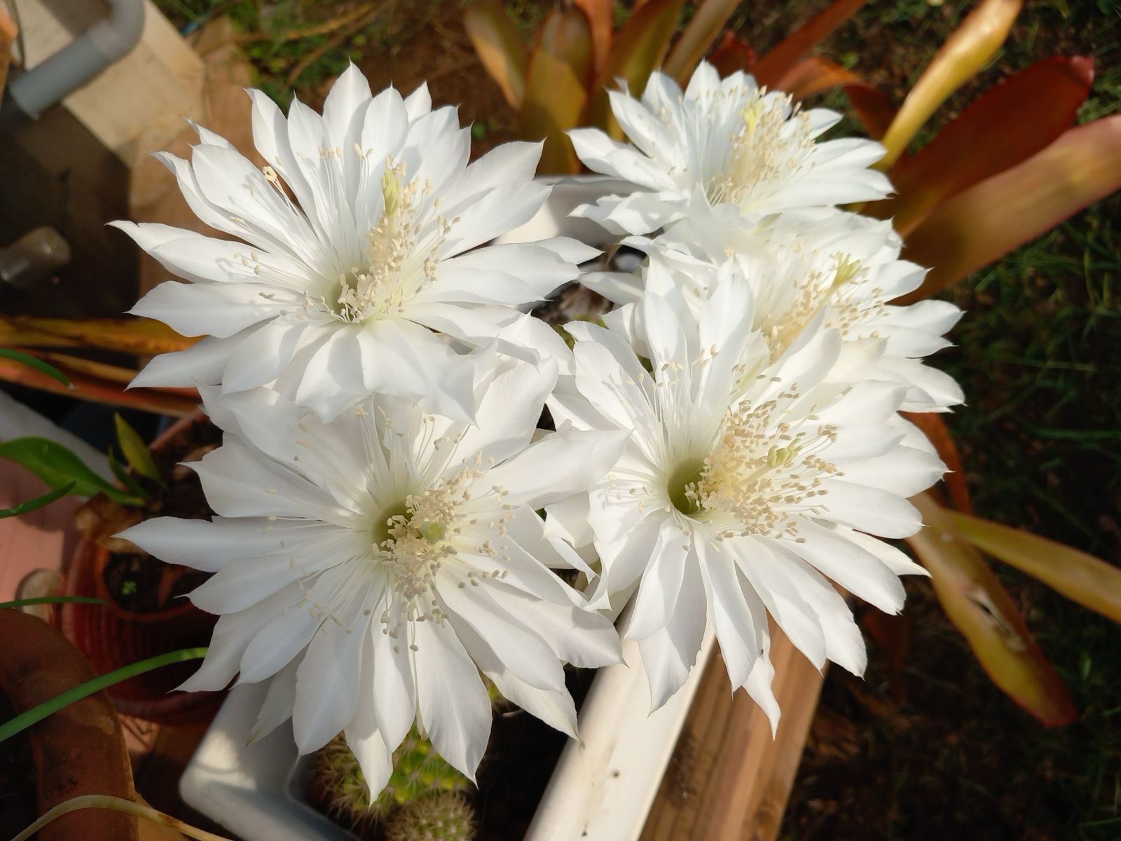 Beautiful cactus flowers