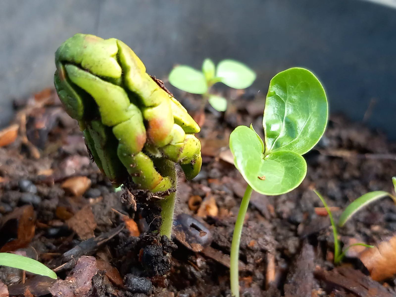 Baby cacao tree growing