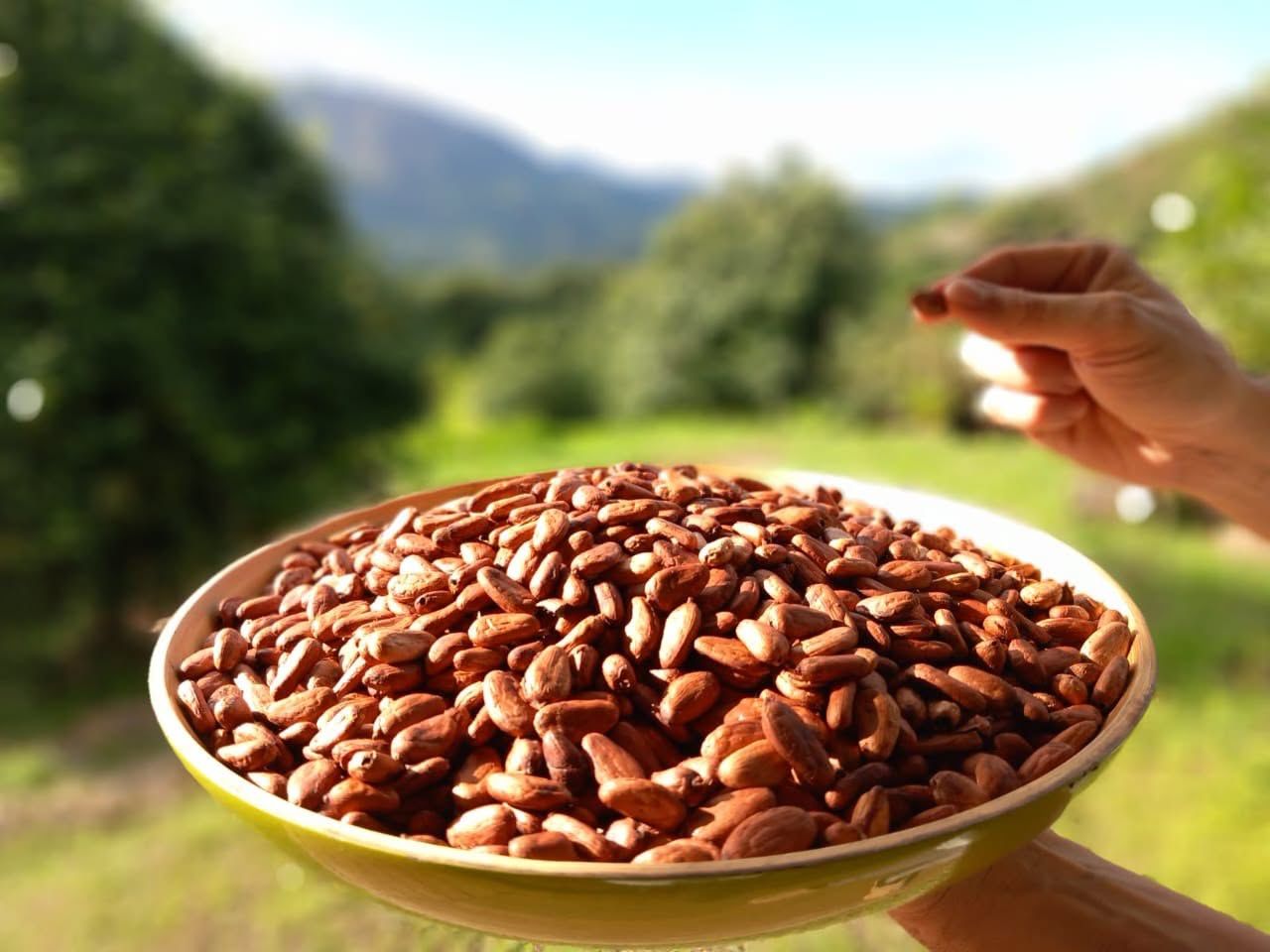 Cacao beans