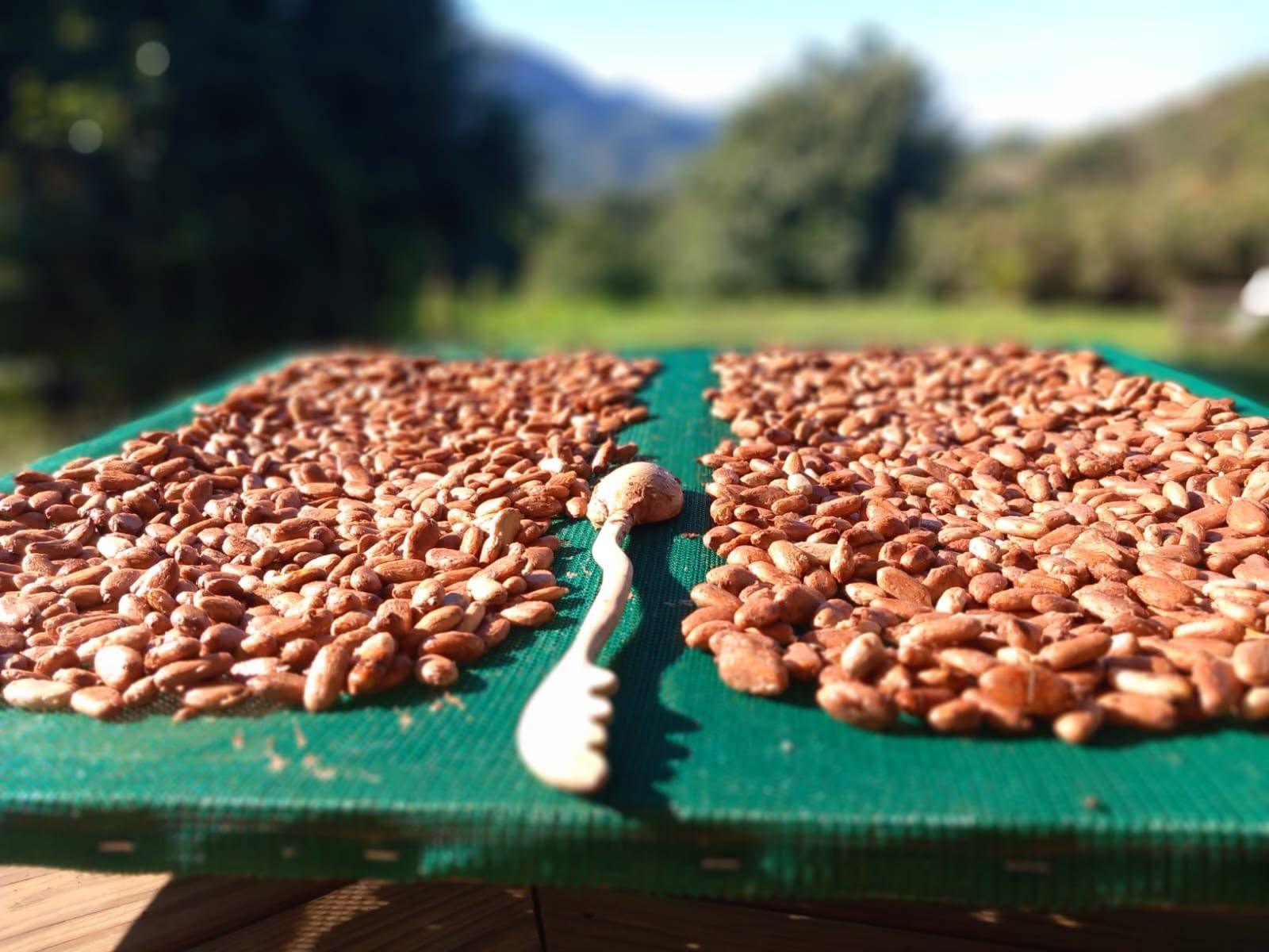 Cacao beans drying