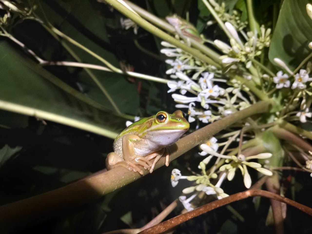 Frog in a papaya tree