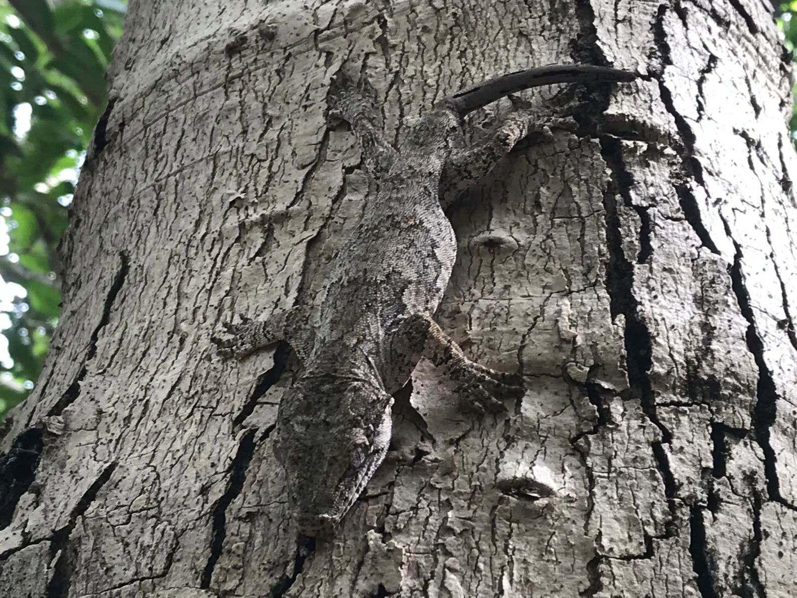 Lizard