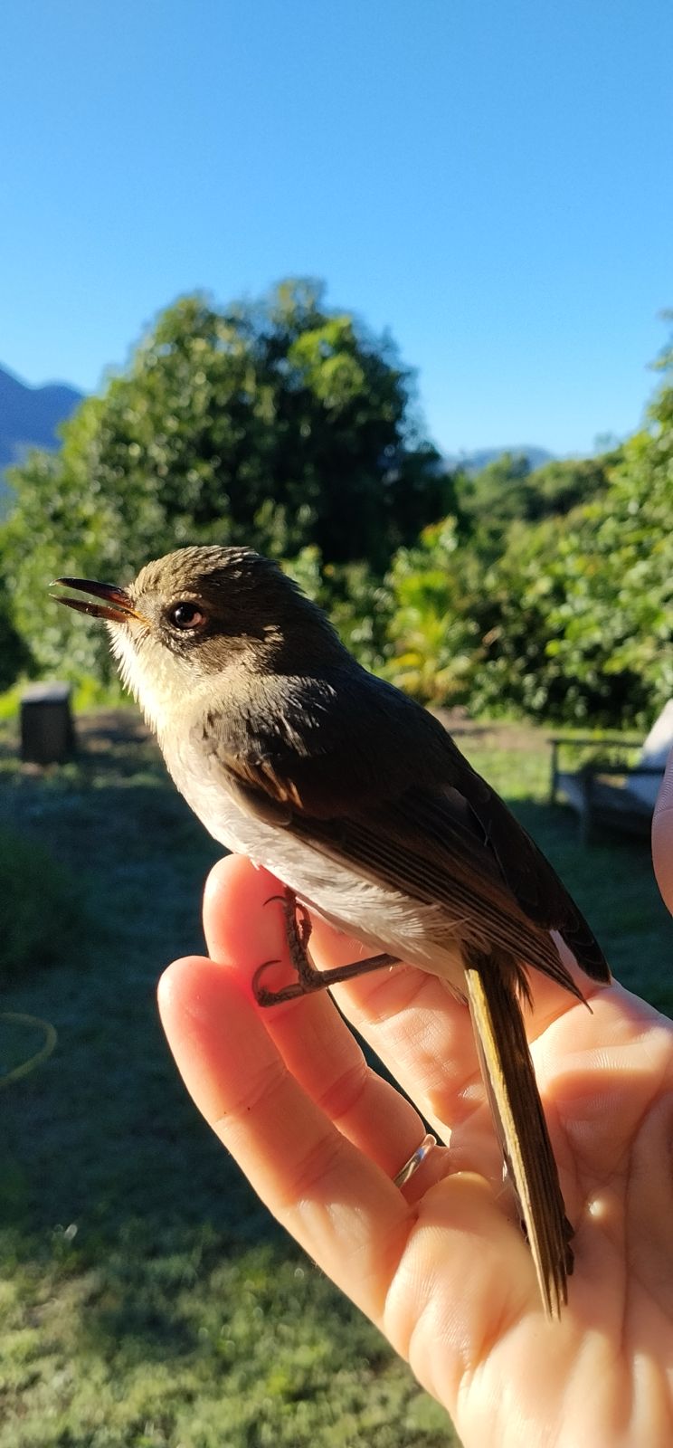 Bird