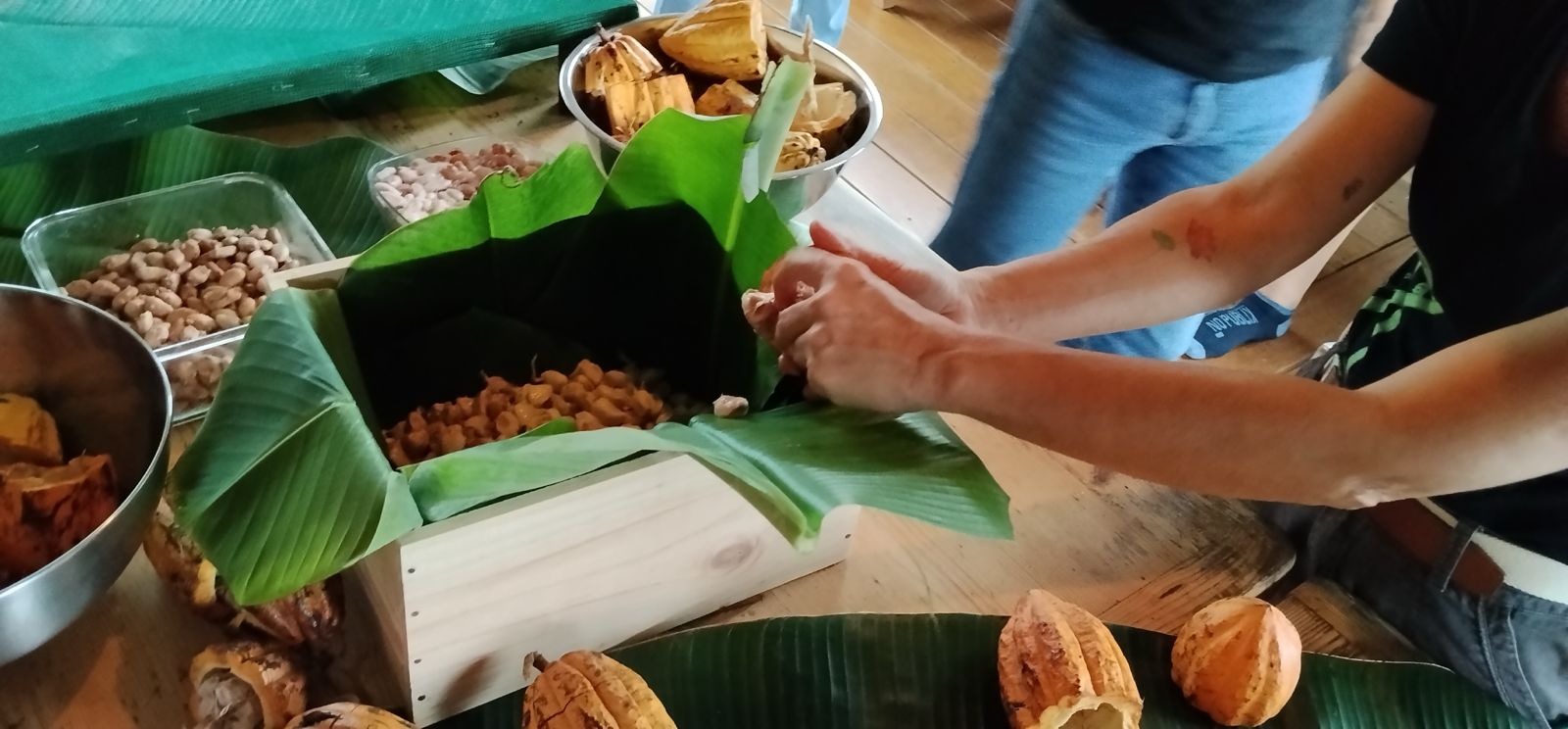 Cacao pod opening
